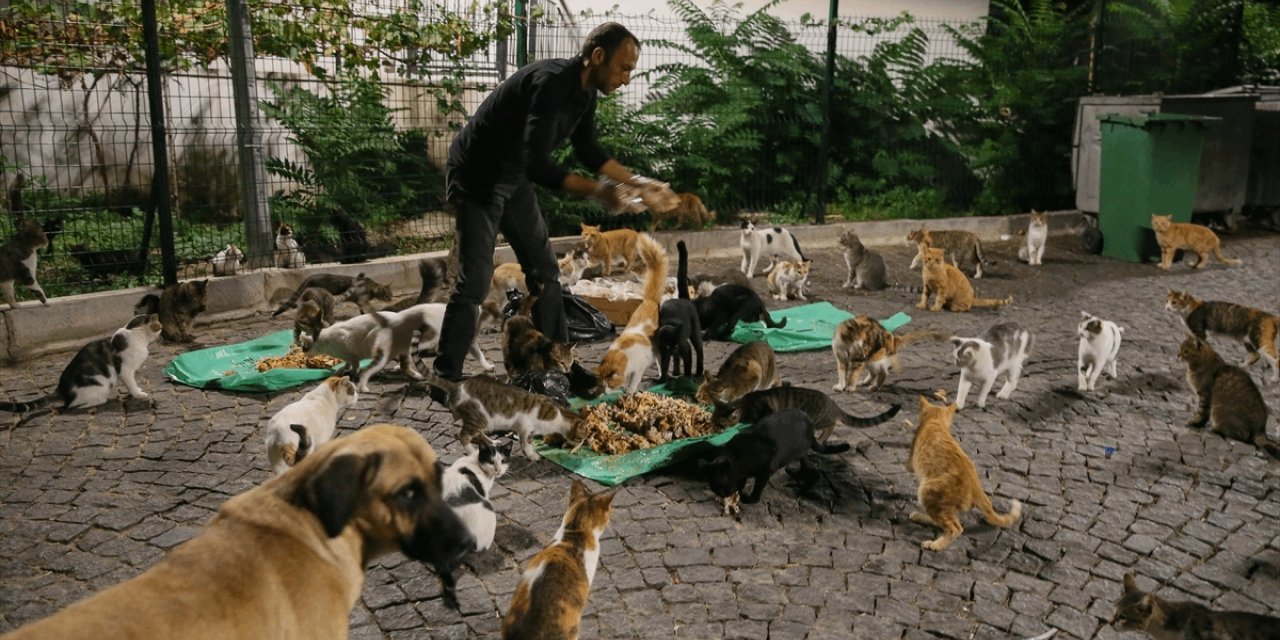 İstanbul Valiliği'nden sokak hayvanları için yeni talimat