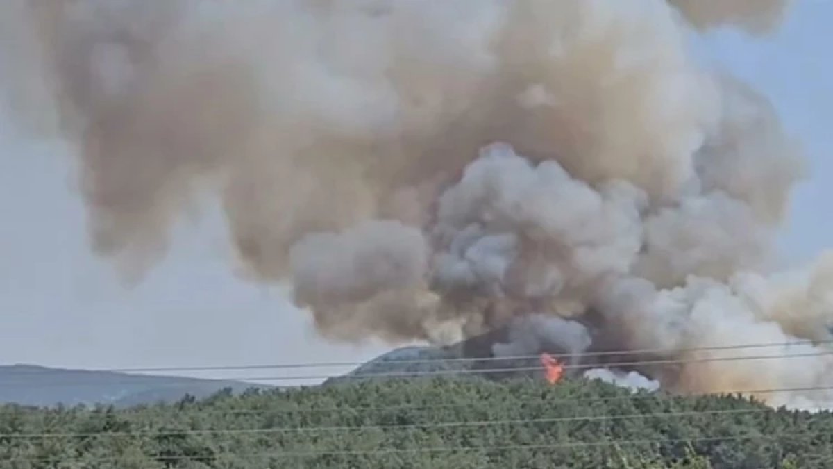 İzmir Menderes'te orman yangını