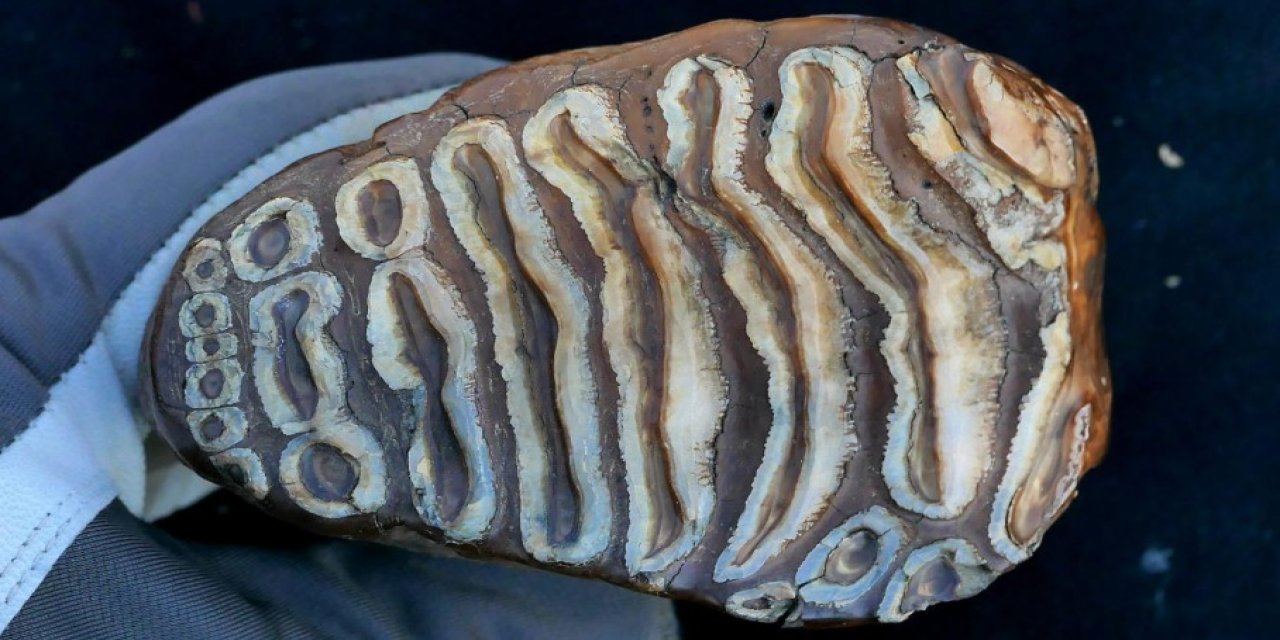 Antik mamut dişinde evrimi aydınlatacak bakteri DNA’sı keşfedildi