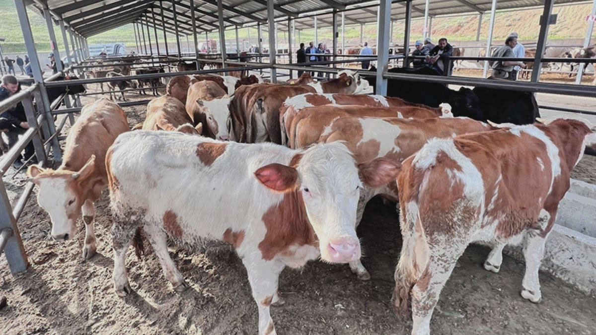 Bakan Yumaklı açıkladı: 6 ilde kapatılan hayvan pazarları açılacak