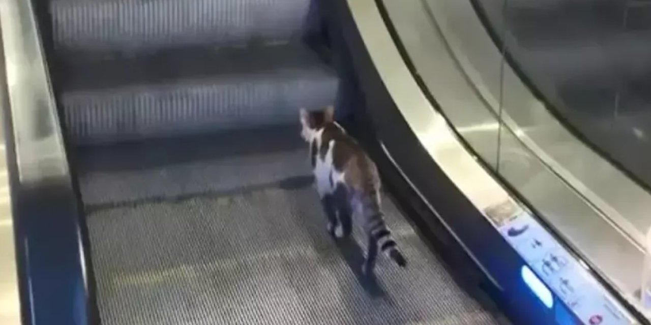 Sabiha Gökçen Havalimanı’nda yürüyen merdivene ters binen kedi zor anlar yaşadı