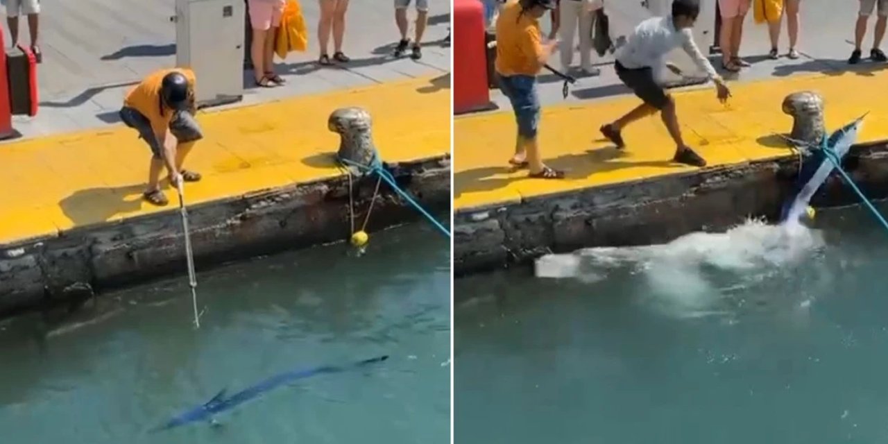 Bodrum Limanı'nda skandal: Mavi yelken balığı zıpkınla vuruldu