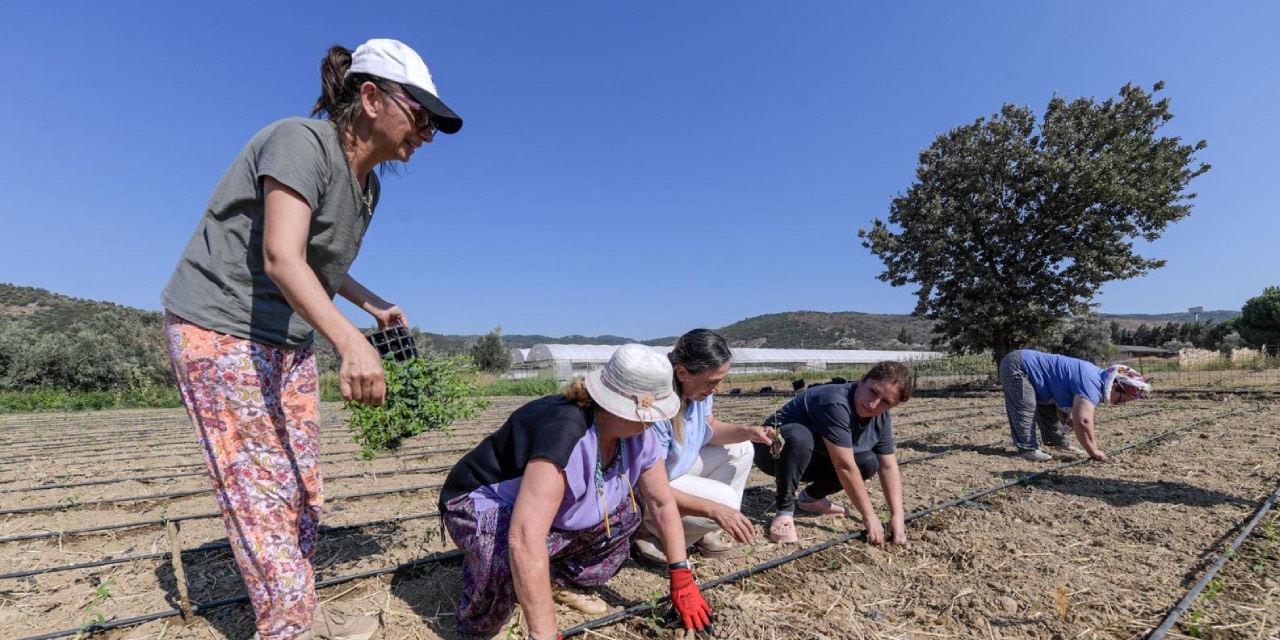 İzmir’de üreticiye Stevia desteği: Türkiye’nin ilk şekersiz gazozu raflarda