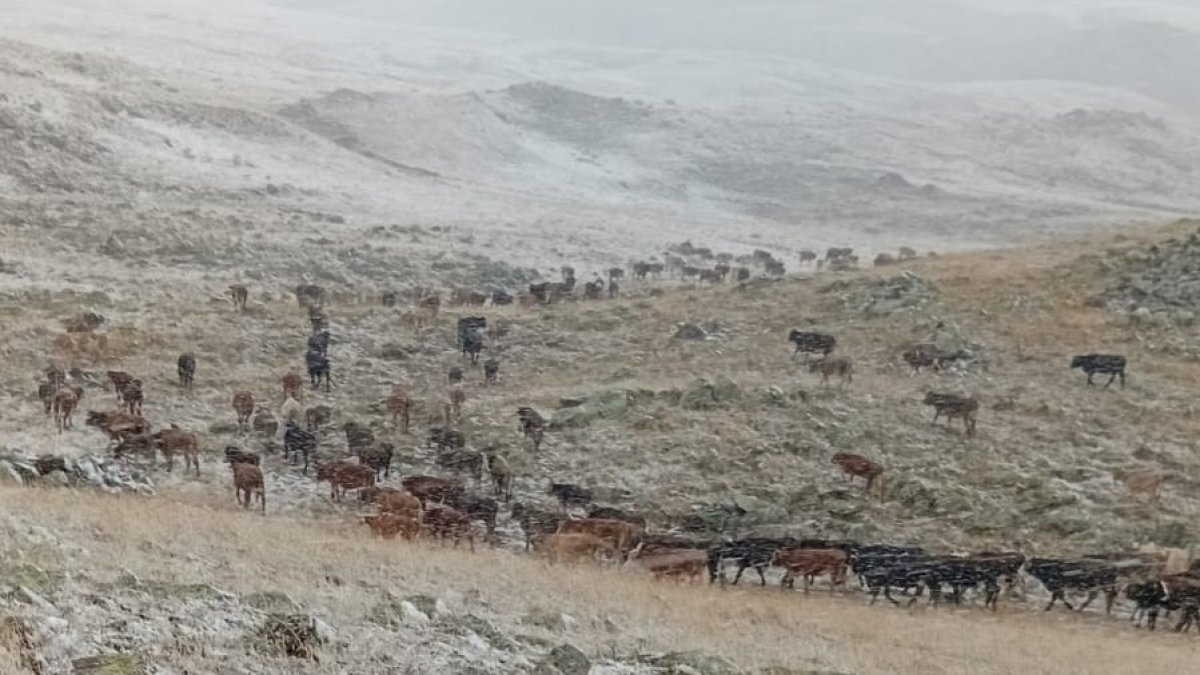 Erzurum'a kar yağdı: Çobanlar zor anlar yaşadı