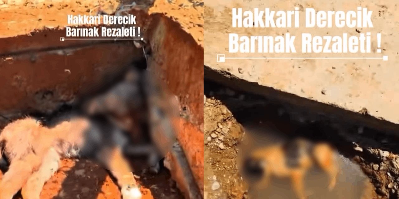 Hayvan barınağı değil toplu mezar! Yavru sokak köpeklerinin çürümüş cesetleri bulundu