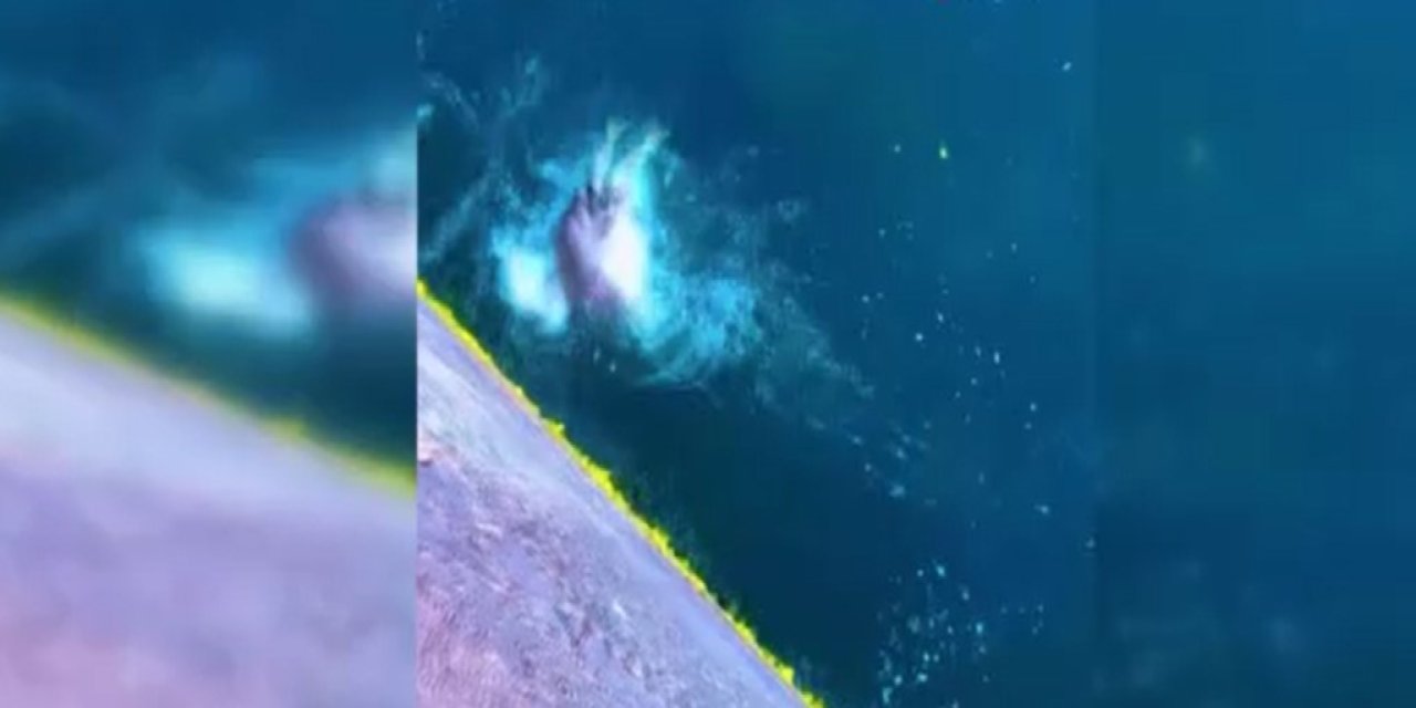 İstanbul'da belgesel gibi anlar! Yunus, balıkları böyle avladı