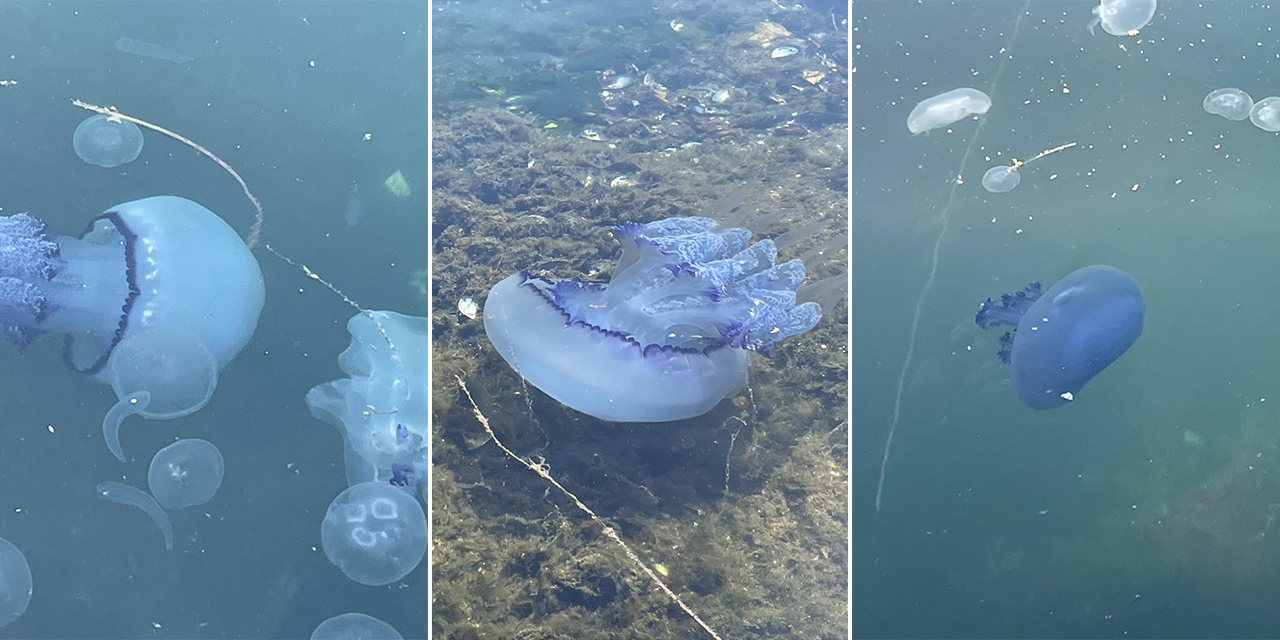 Marmara'da kabus geri döndü! Bitti denilen müsilaj yeniden ortaya çıktı
