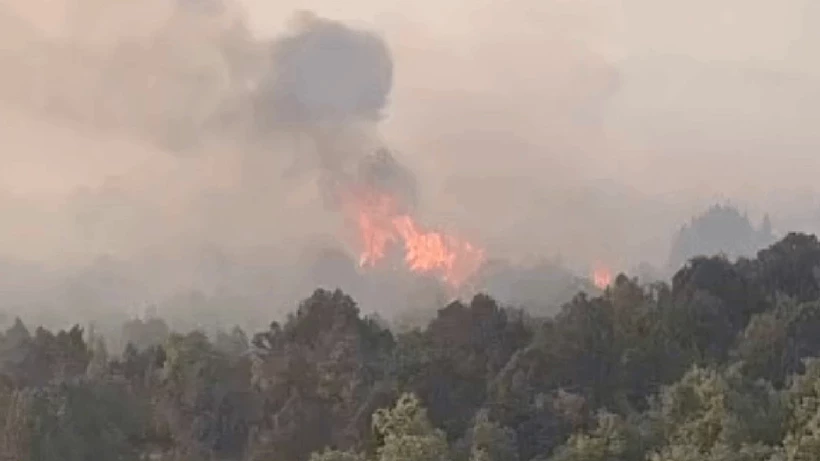 Konya’da sazlık alandaki yangın ormana sıçradı