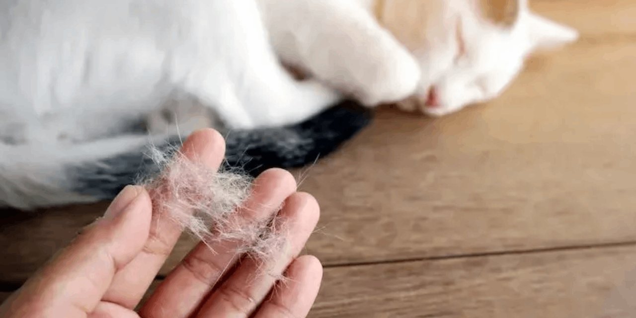 'Kedi tüyü akciğere kaçar' iddiasına uzmanından yanıt