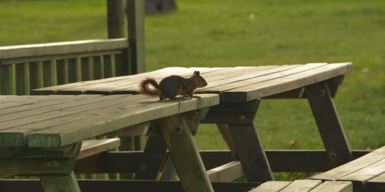 ‘Saldırgan sincap’ paniği: İki kişi hastanelik oldu! Kuduz riski var mı?