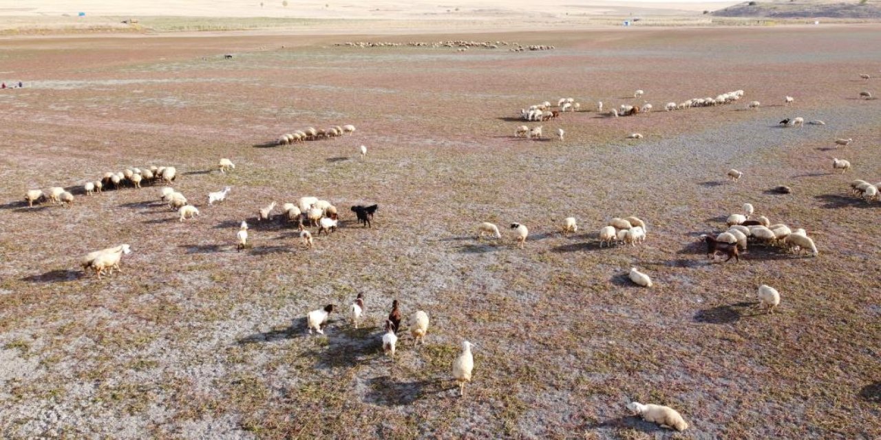 Kuraklığın acı yüzü: Baraj havzası kurudu, hayvanlar otlatılıyor
