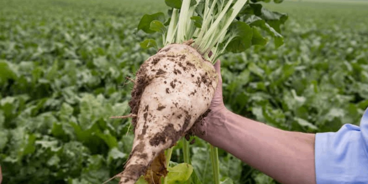 Şeker pancarı alım fiyatı belli oldu