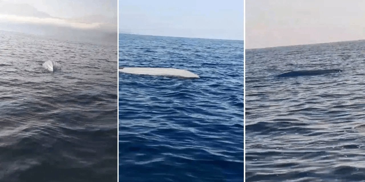 Artvin açıklarında insansız deniz aracına benzer bir cisim görüldü