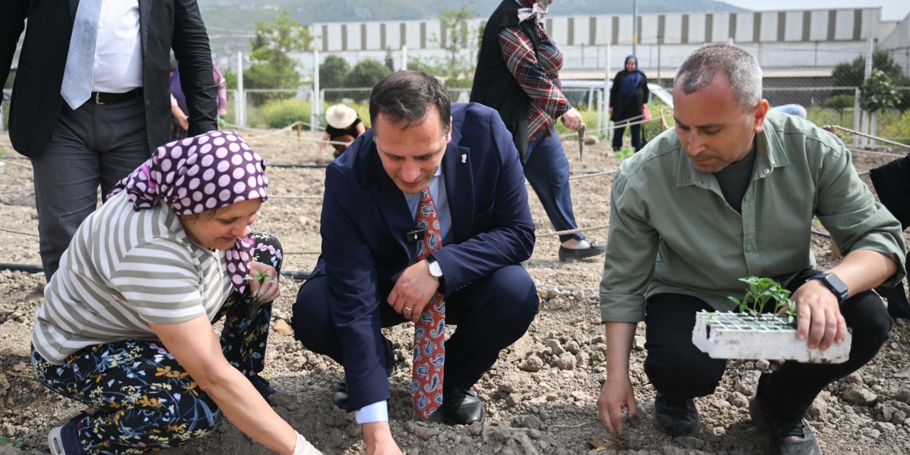 Bornova’da misket üzümü yeniden üretime kazandırılıyor