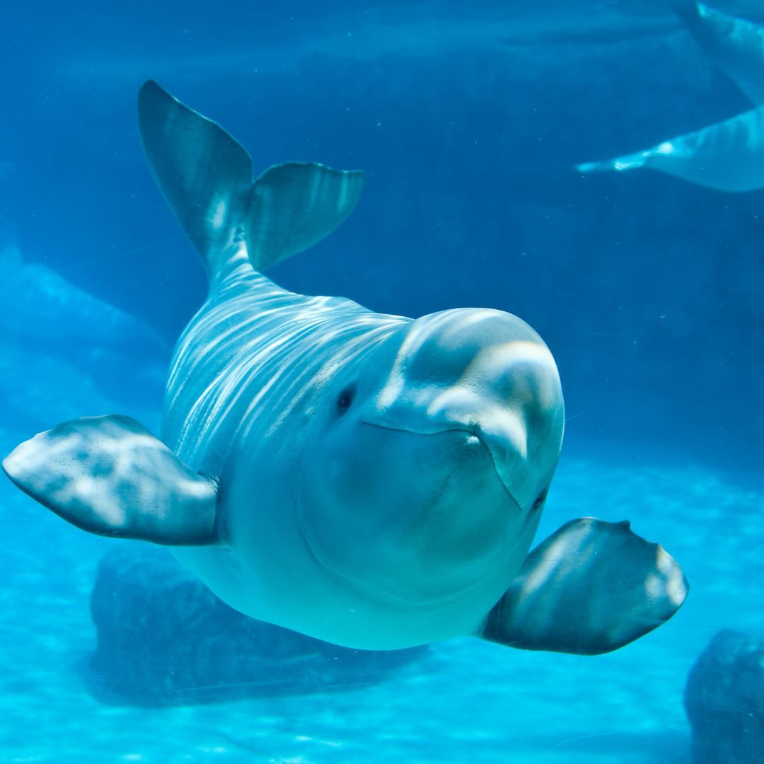 Kanada’da şok karar: 30 Beluga öldürülebilir