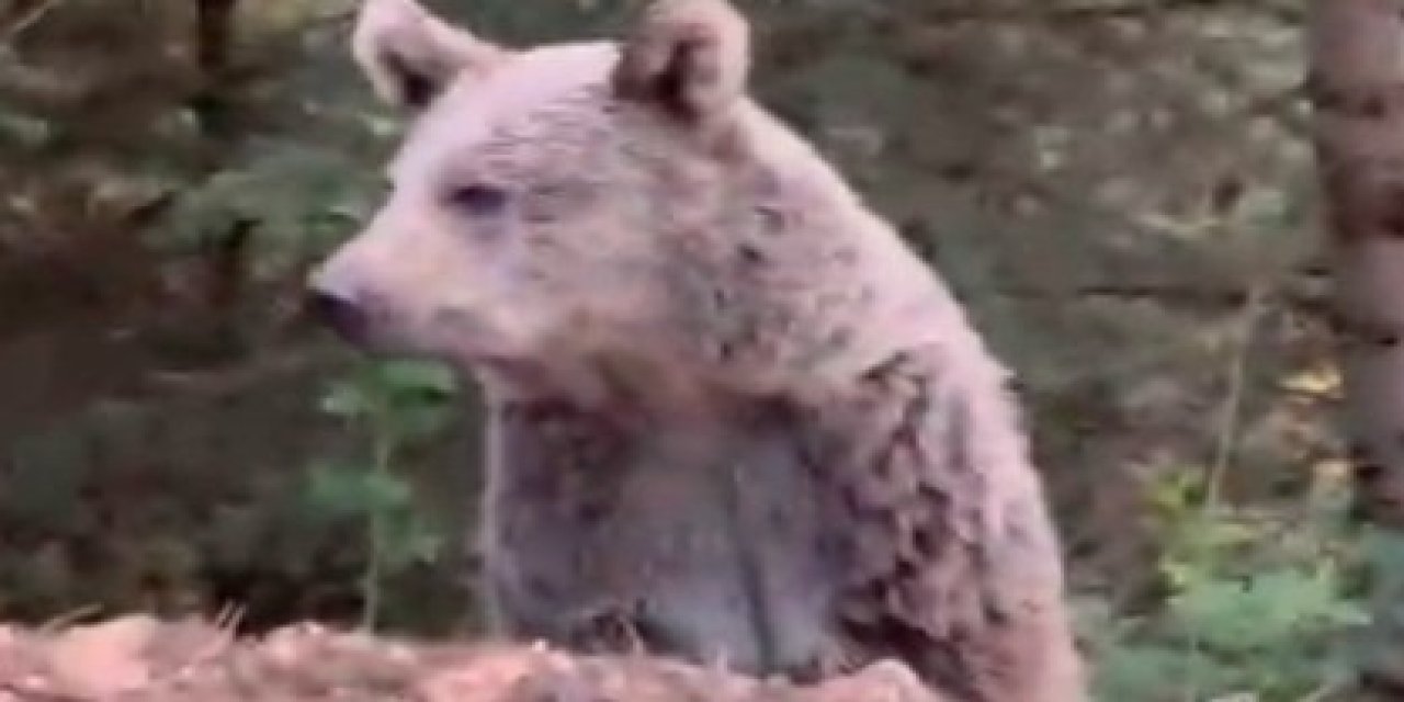 Ayıyla karşılaştı sohbete başladı: "Selamın aleyküm kanka, cips vereyim mi"