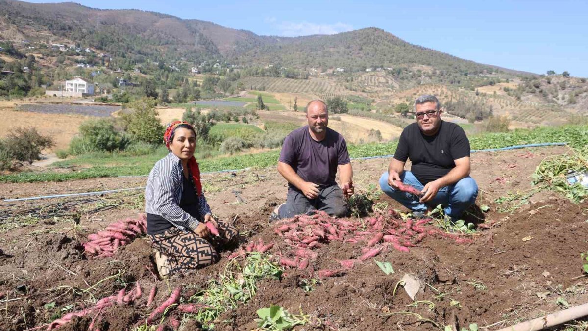 Bu patatesin kilosu tarlada 35 TL: "Bir kere yiyen, sürekli yemek zorunda kalıyor"