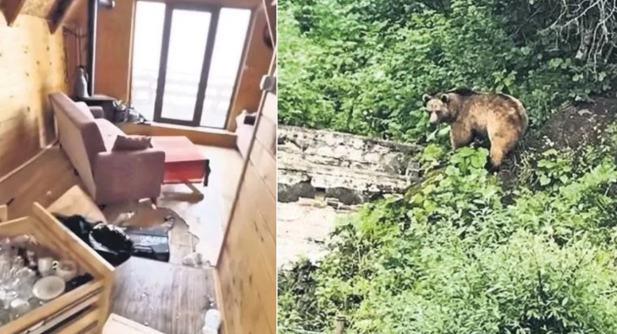 Dizi setini ayı bastı! Herkes şoke oldu