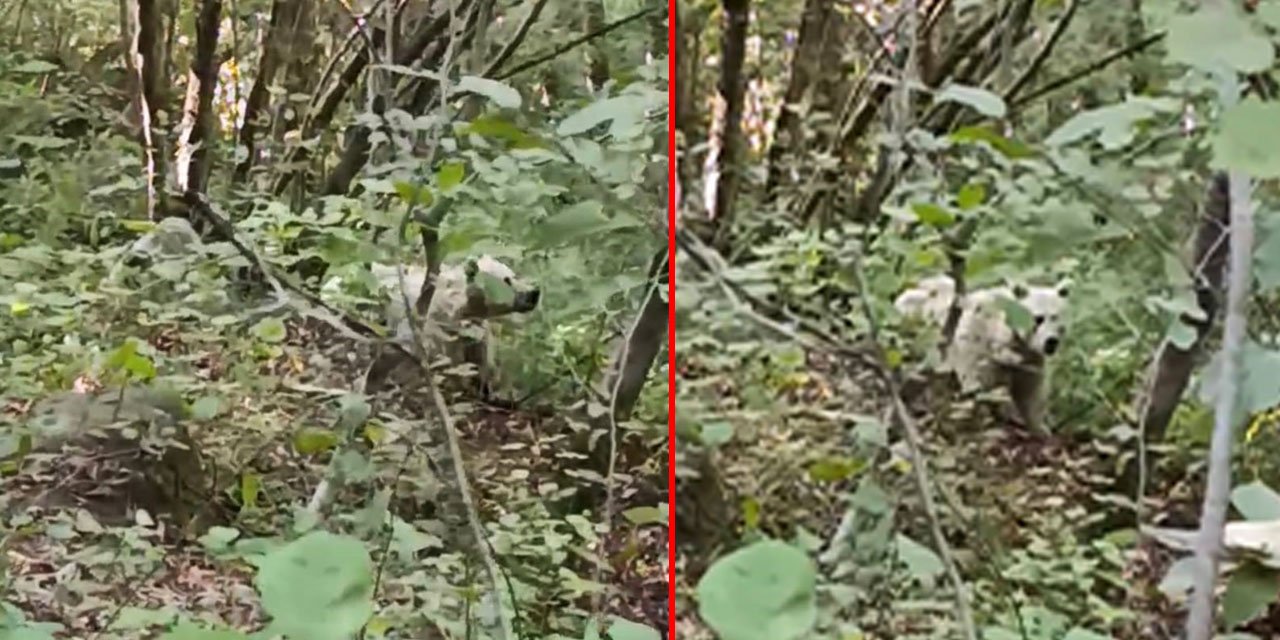 Rize'deki 'beyaz ayı' sosyal medyada çok konuşulmuştu: O görüntü gerçek mi? Uzmanı açıkladı