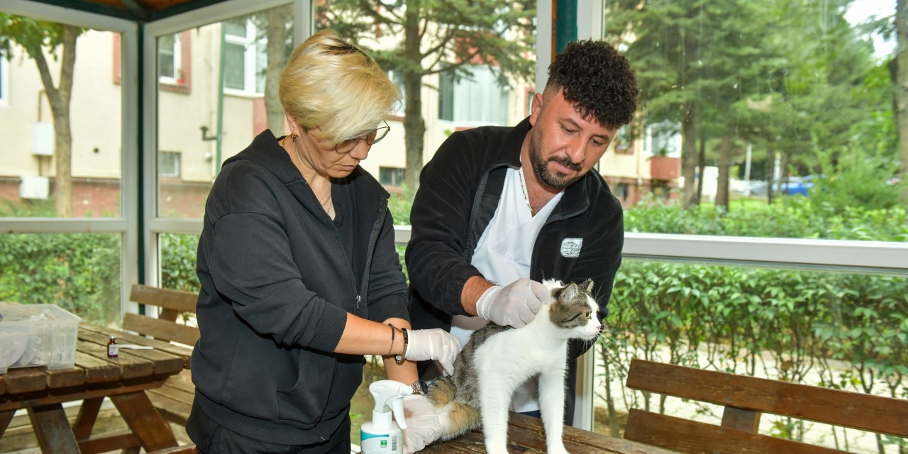 Esenyurt’ta sokak kedilerine parazit uygulaması