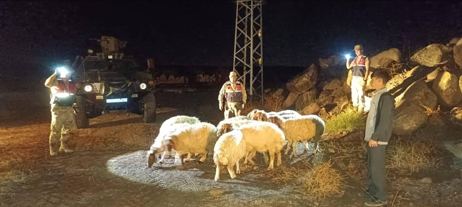 Kaybolan 11 koyun jandarma sayesinde bulundu