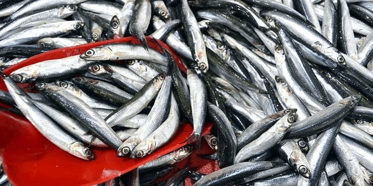 Karadeniz’den çıkan bol hamsi fiyatları yarıya düşürdü