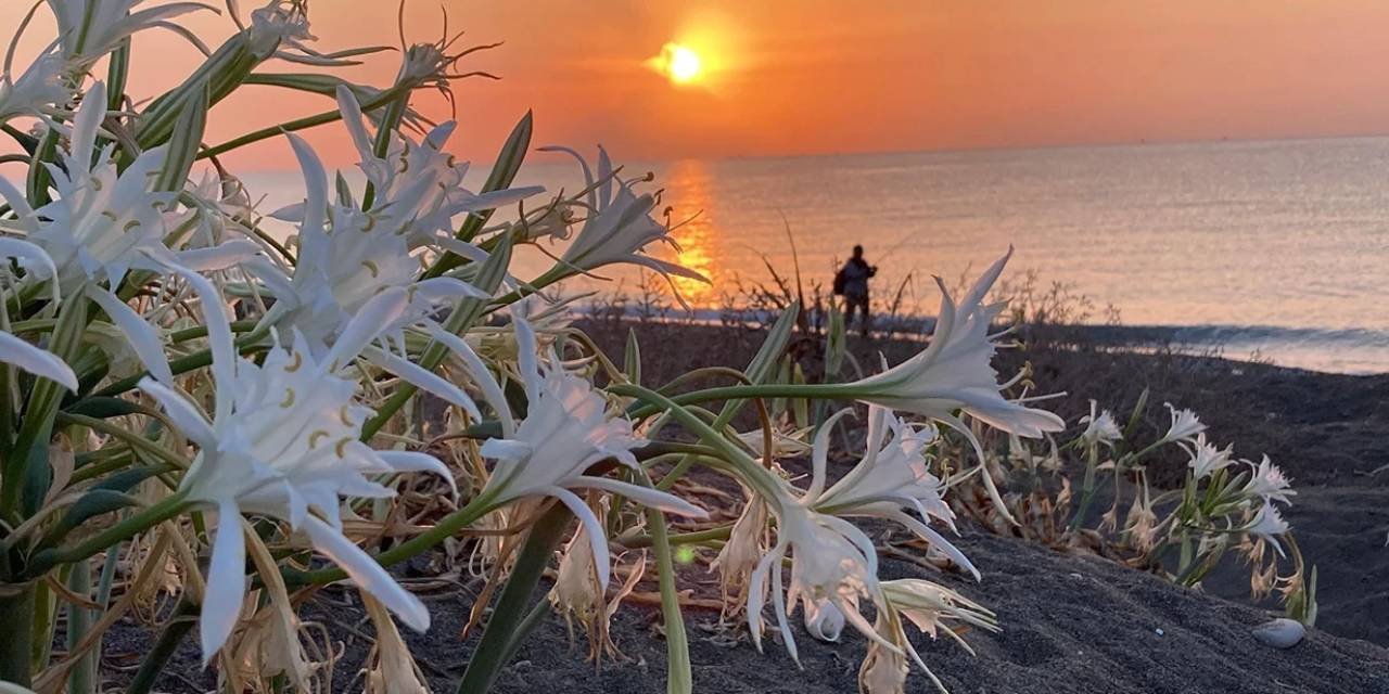 Bu çiçeği görenler dikkat! Sakın koparmayın cezası 2 milyon 800 bin TL