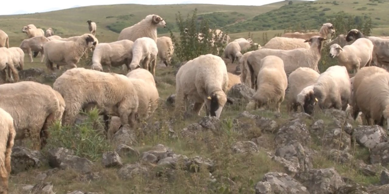 Keçilere tuz yalatma taşı olarak kullanılmış! Türk beyliklerinin savaş alanındaki mezar taşları olduğu ortaya çıktı