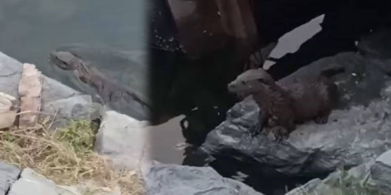 Nesli tükenmek üzereydi: Küçükçekmece'de görüldü