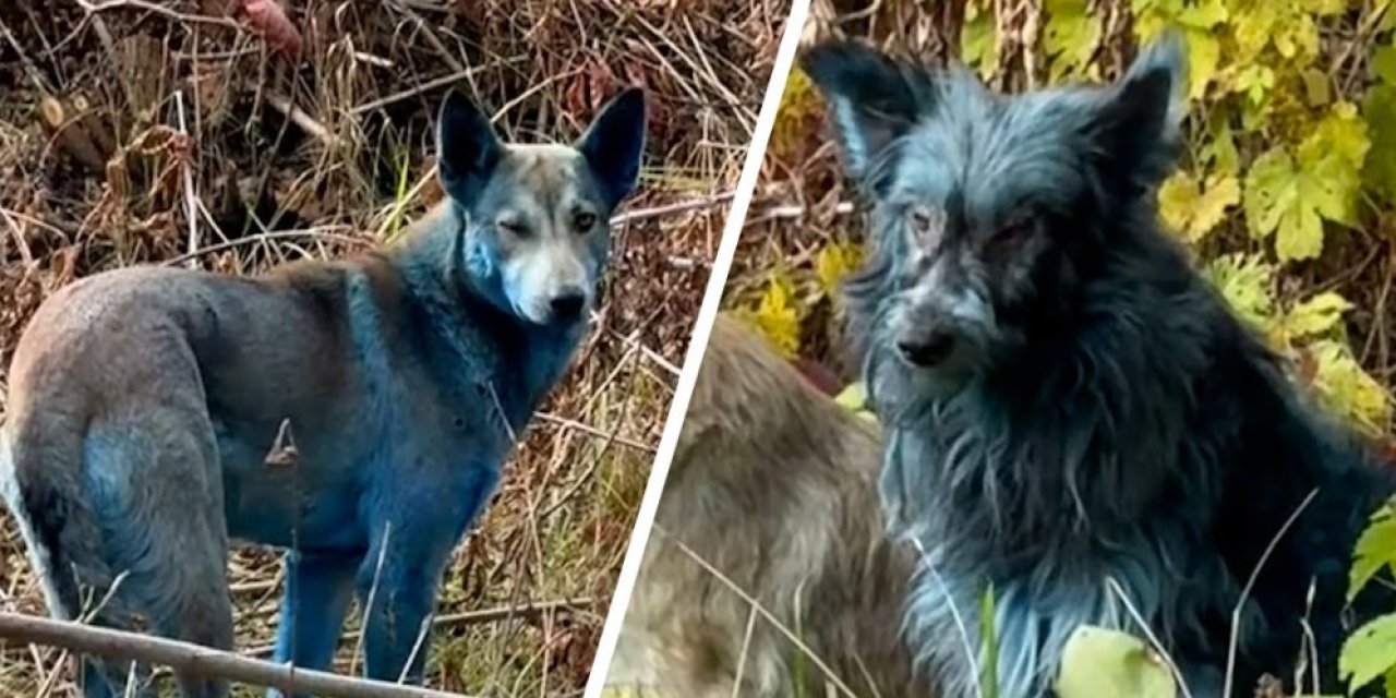 Çernobil’de maviye bürünen köpekler dikkat çekti