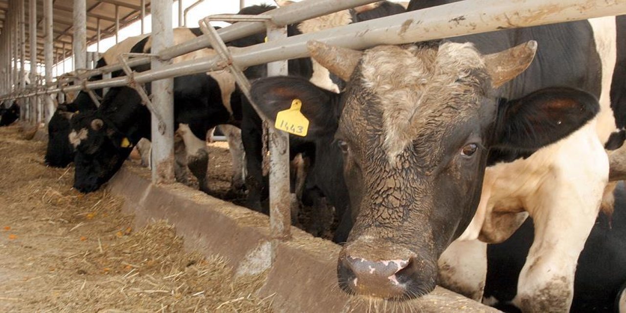 İkinci dalga şap krizi: Kesimler hızlandı, ithalat bile fiyatları durduramayacak