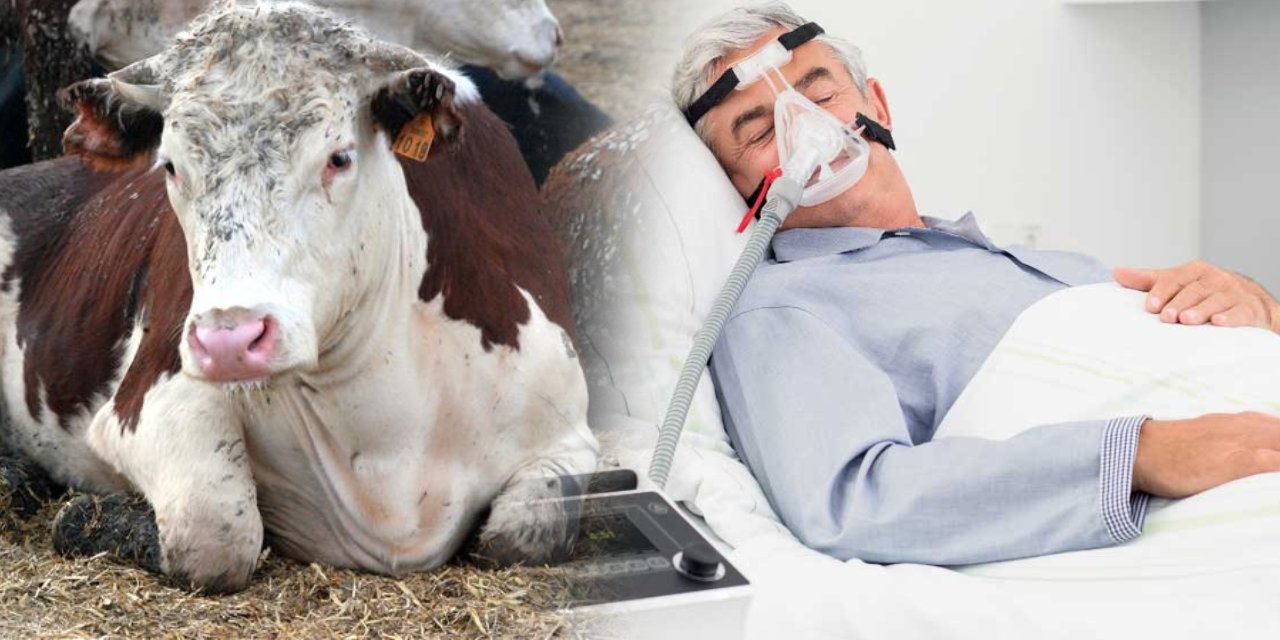 Bolu ve Ankara'da görüldü tedavisi bulunmuyor: Deli dana hastalığının belirtileri nelerdir?