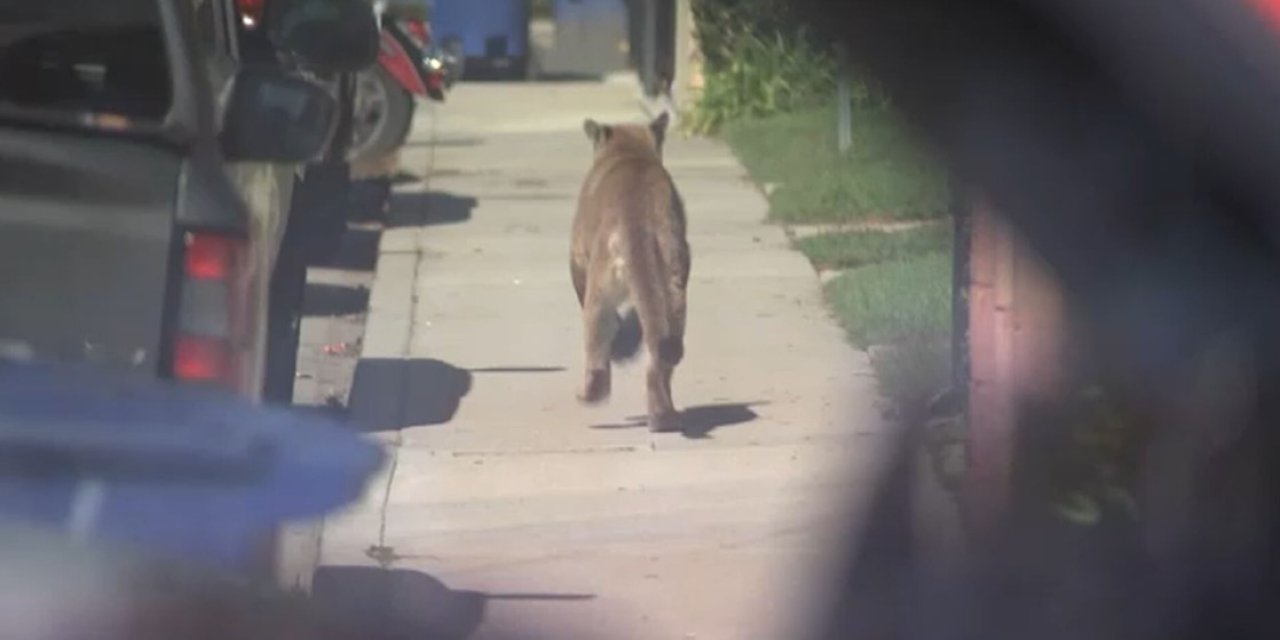 Çin’de sirkten kaçan aslan paniğe yol açtı! Film sahnelerini aratmadı