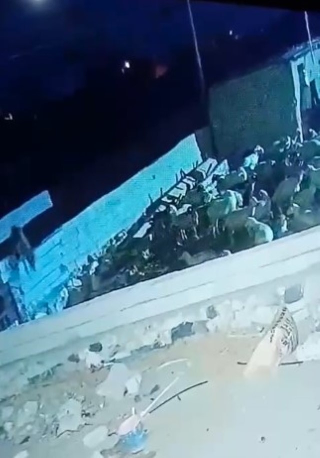 Konya’da kurt ağıla girdi: Bir küçükbaş hayvan telef oldu