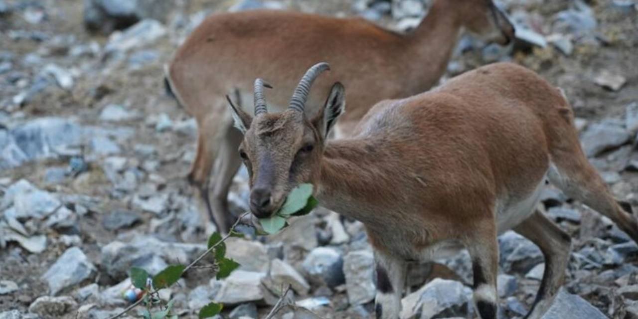 2 yaban keçisini öldürenlere rekor ceza: Tam 1 milyon 901 bin 355 lira