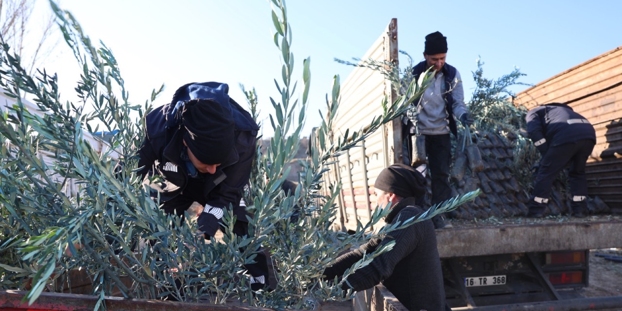 Eskişehir Belediyesi'nden zeytin fidanı desteği