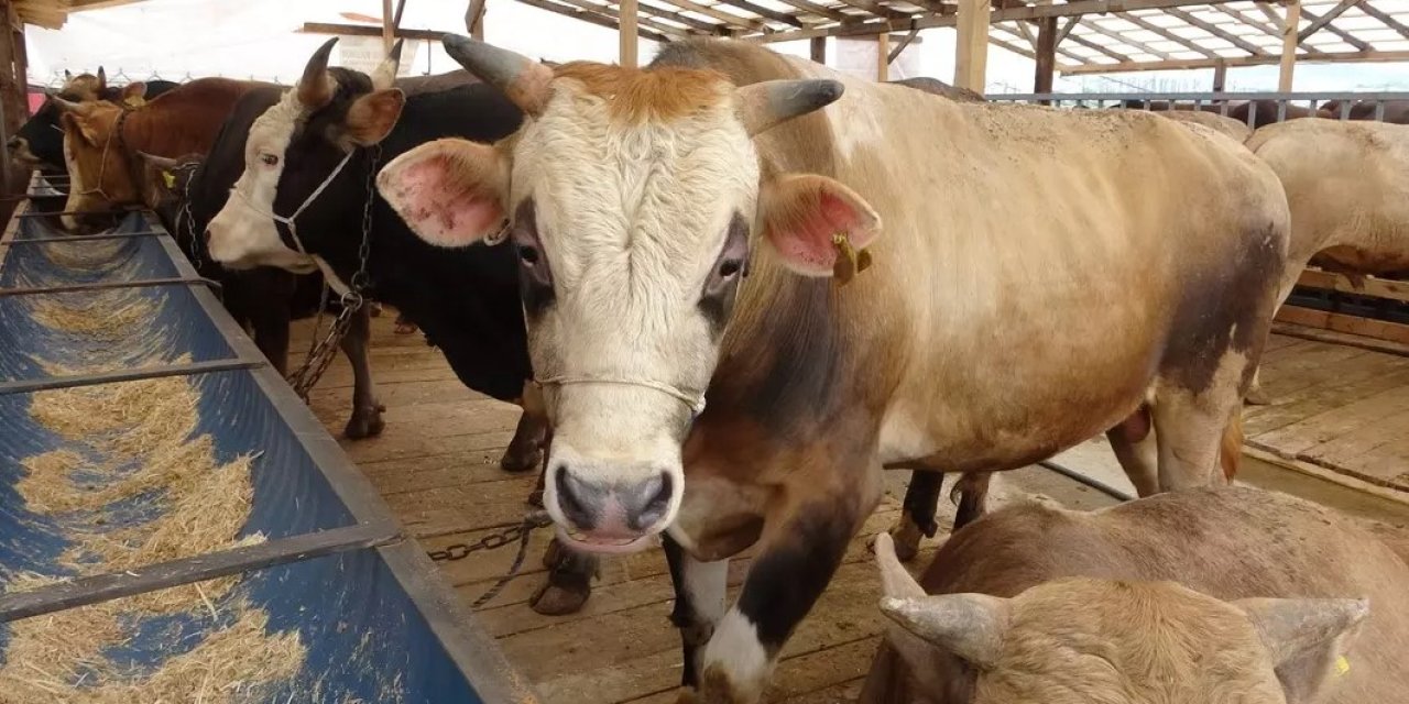 Türkiye'de “deli dana” alarmı: Uzmandan kritik sakatat uyarısı