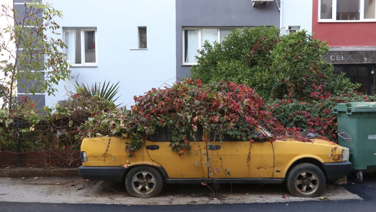 İzmir'de ilginç görüntü: Aracı sarmaşıklar sardı