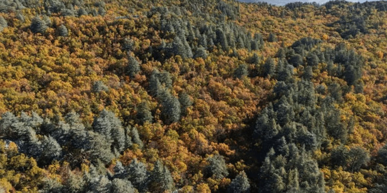 Bu ormana izinsiz girmenin cezası 557 bin TL! Resmen Türkiye'nin saklı cenneti