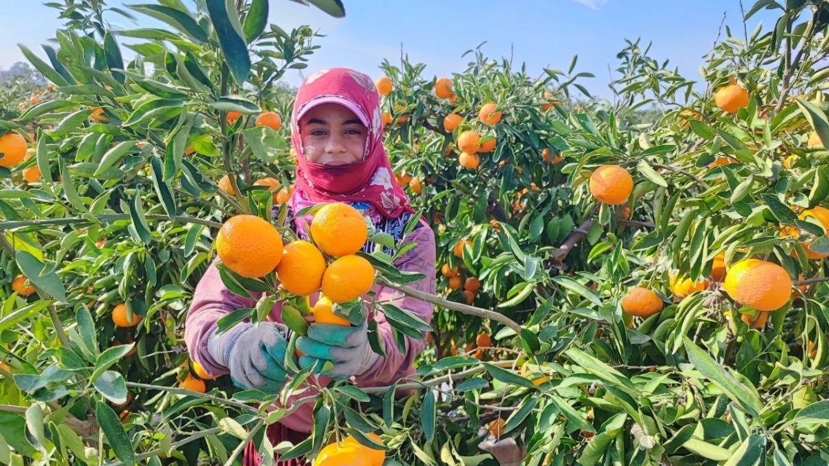 Tarım işçilerinin grevi mandalinayı dalında bıraktı: Fiyatlar 3 liraya kadar düştü