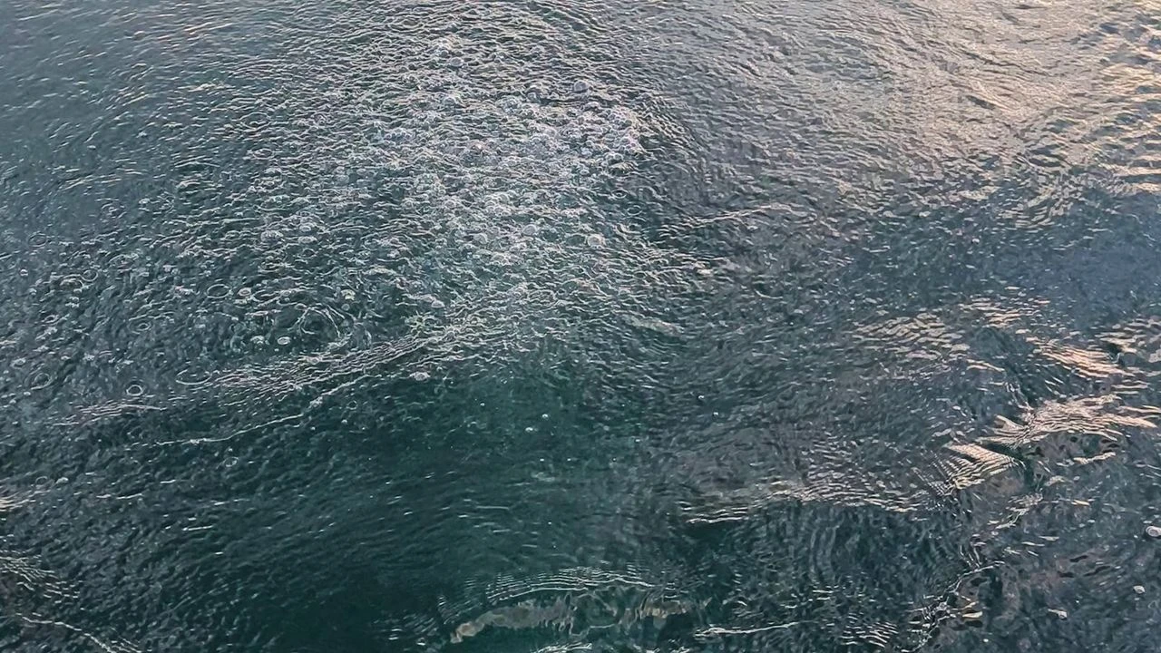 Sapanca Gölü'nde kırmızı alarm! Görenler şoke oldu