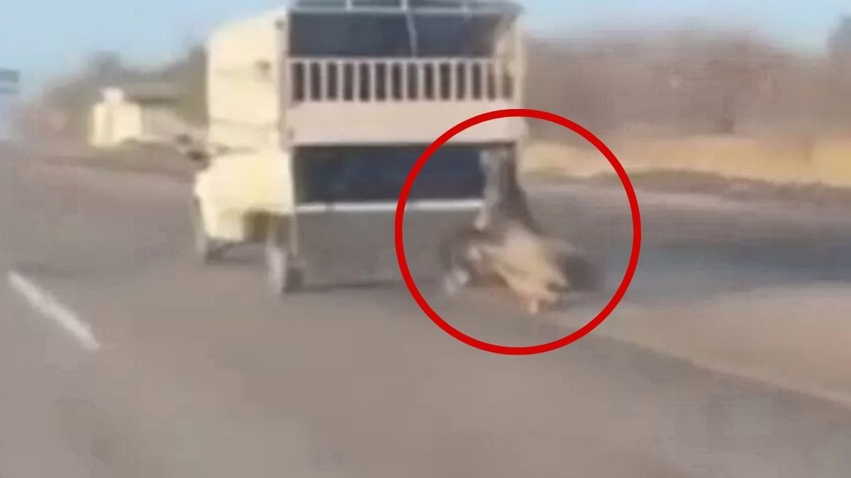 Batman'da kamyonetin arkasındaki at dakikalarca sürüklendi