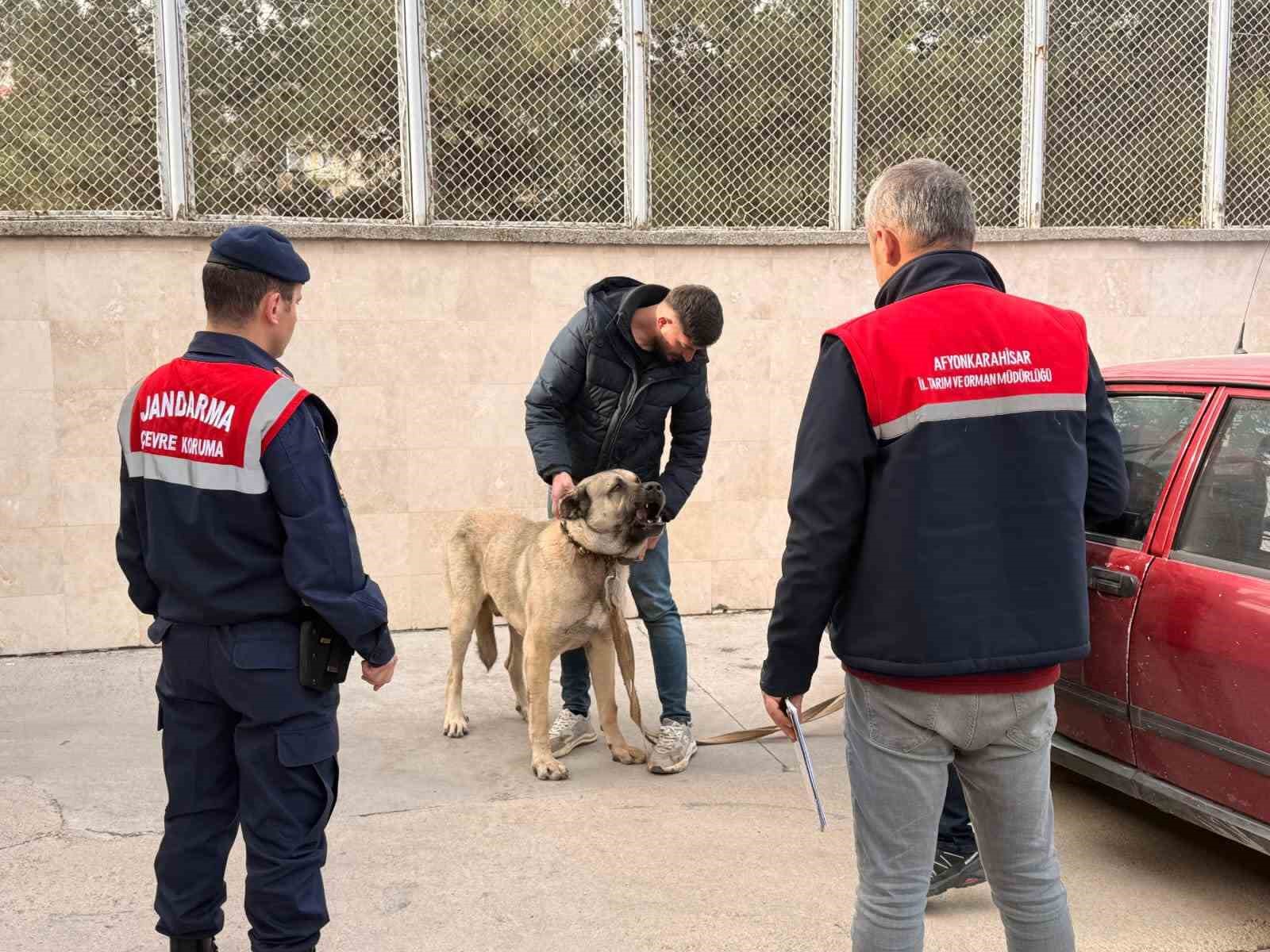 Köpek dövüştürenlere baskın: 12 gözaltı