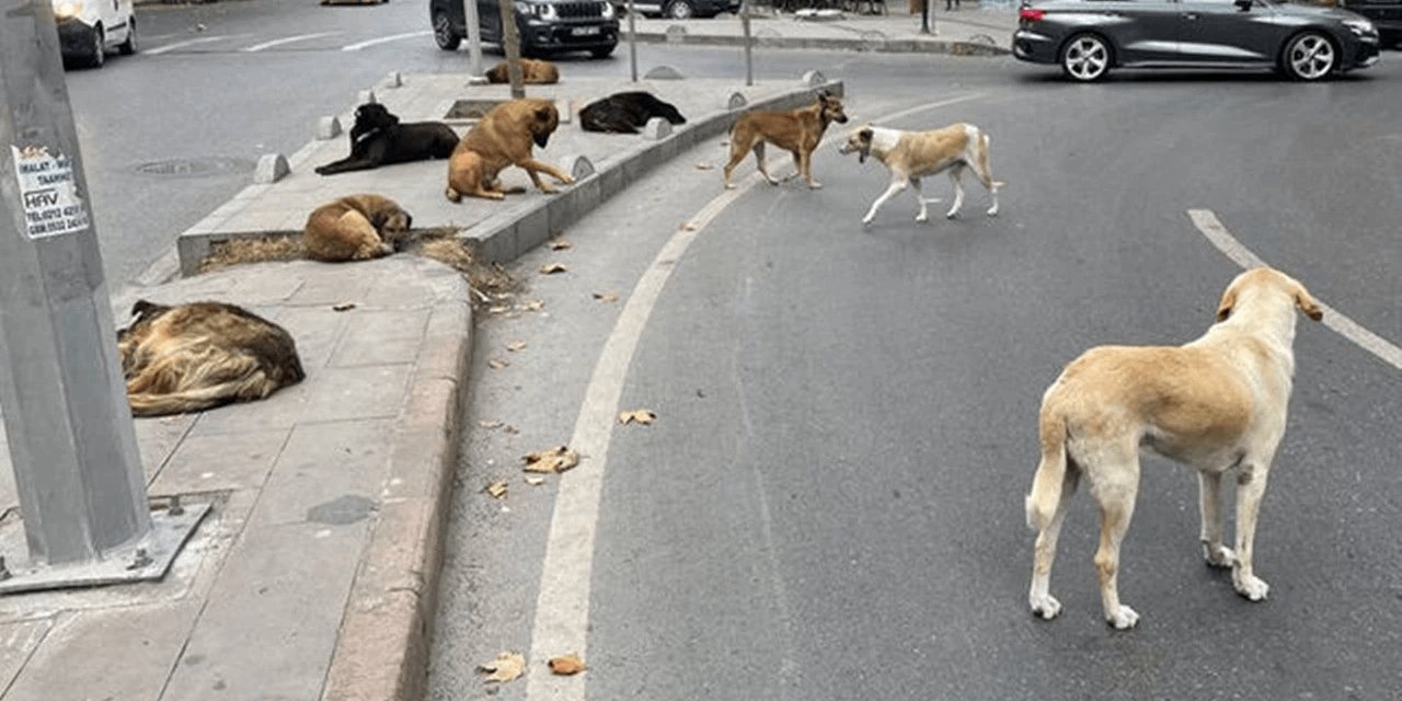 Sokak köpeklerini beslemek yasaklandı! İstanbul Valiliği'nden flaş karar