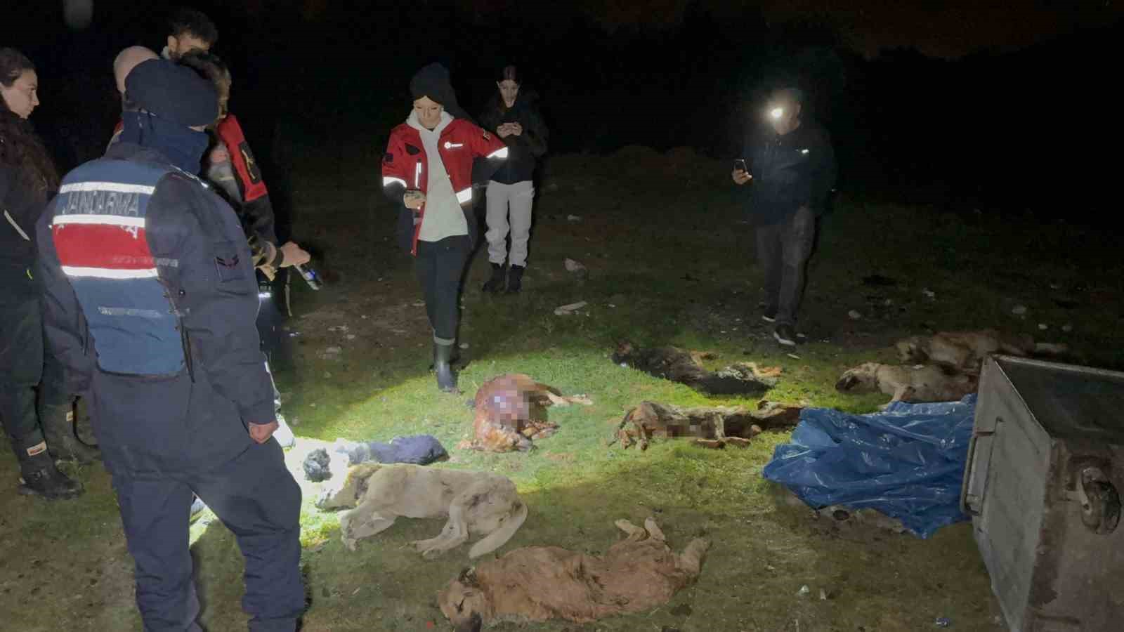 Çöp konteynerinde 9 ölü köpek bulundu