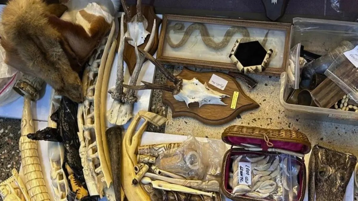 Timsah derisi, fil dişi, aslan tırnağı... İstanbul'da şoke eden baskın