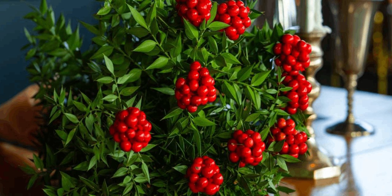 Kokinanın fiyatı uçtu: Yılbaşı bereketi bu yıl cep yakıyor