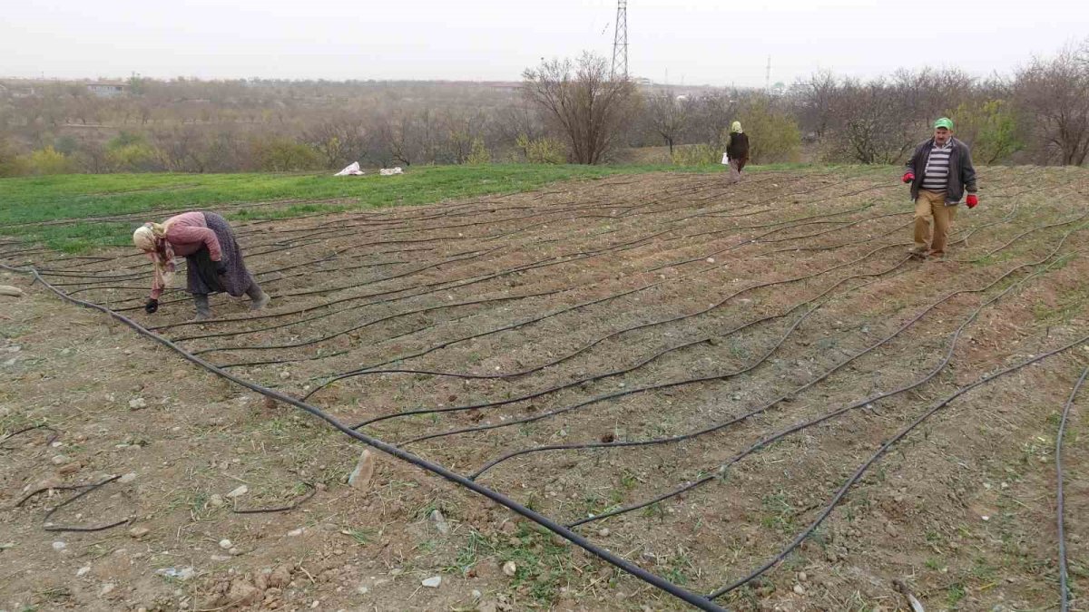 Malatya’da safranın gramı 600 TL'den satışta