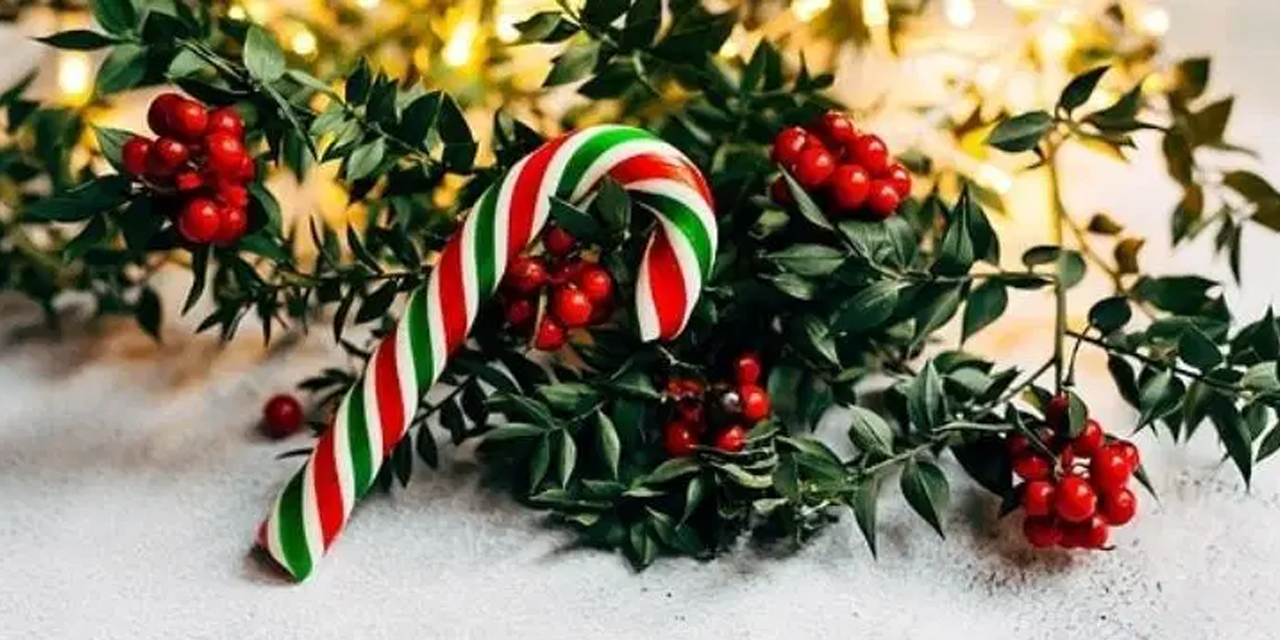 Yeni yıl çiçeği kokina suya konur mu? Kokinanın bakımında en önemli detaylar