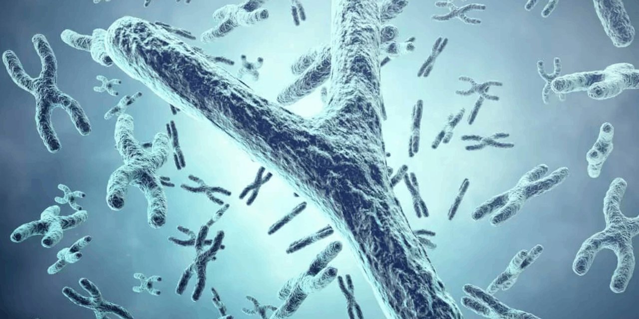 Erkeklik kromozomu yok oluyor